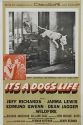 It's a Dog's Life 1955 постер