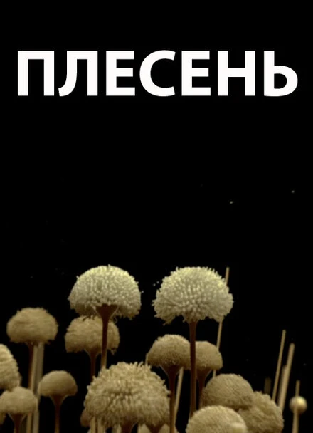 Постер Плесень 2009