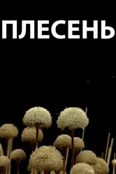 Плесень 2009 постер