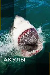 Акулы 2017 постер