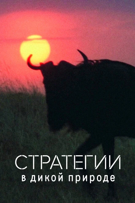 Постер Стратегии в дикой природе 2022