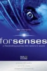 Senses 2009 постер