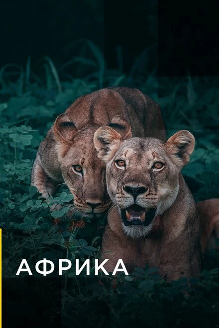 Постер Африка 2016, США