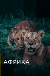 Африка 2016, США постер
