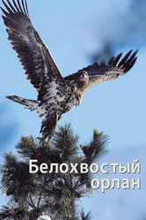 Белохвостый орлан 2012 постер