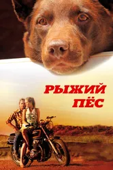 Рыжий пес 2011 постер