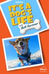It's A Dog's Life постер