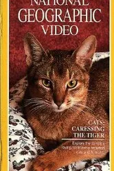 Кошки: Ласковые тигры 1991 постер