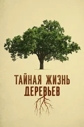 Тайная жизнь деревьев 2020 постер