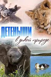 Детеныши в дикой природе 2015 постер