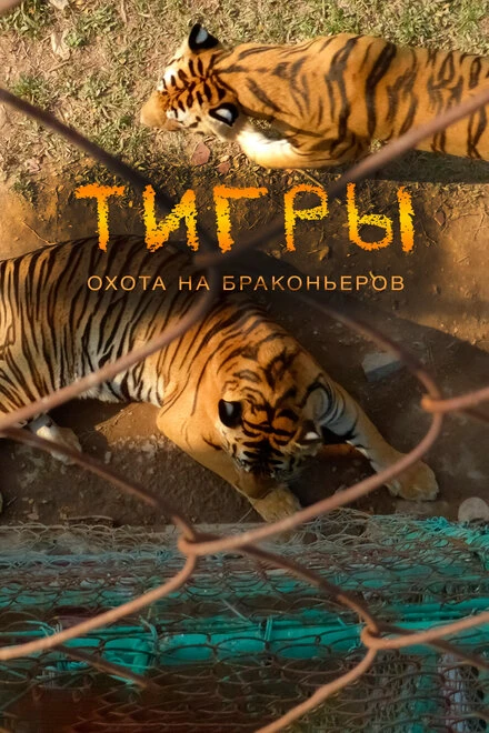 Постер Тигры: Охота на браконьеров 2020