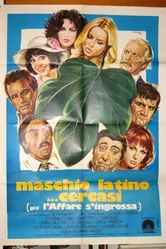 Разыскивается латинский мачо 1977 постер