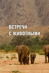 Встречи с животными 2014 постер