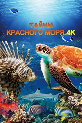 Тайны Красного моря 2016 постер