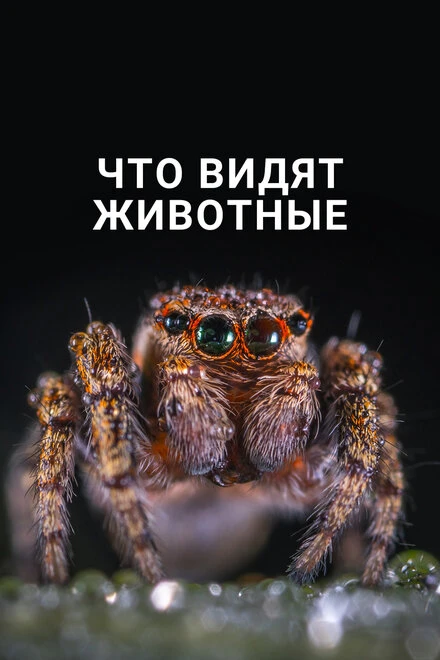 Постер Что видят животные 2018