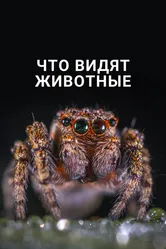 Что видят животные 2018 постер