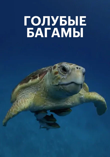 Постер Голубые Багамы 2015