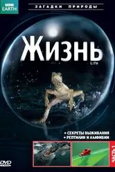 BBC: Жизнь 2009 постер