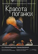 Красота поганки постер