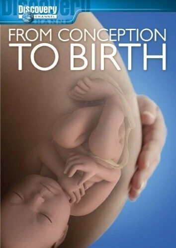 Постер From Conception to Birth