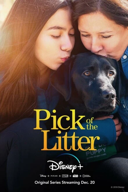 Постер Pick of the Litter
