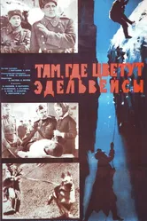 Там, где цветут эдельвейсы 1965 постер