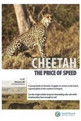 Cheetah: The Price of Speed постер