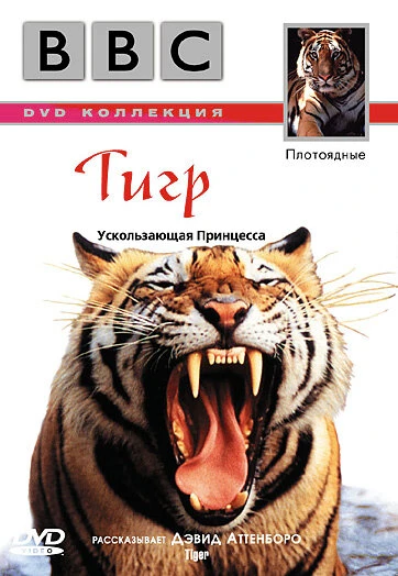 Постер BBC: Тигр 1999