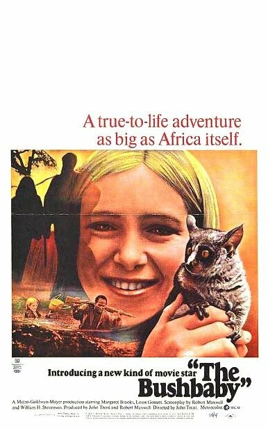 Постер The Bushbaby