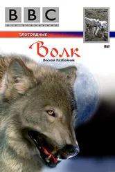 BBC: Волк 1997 постер