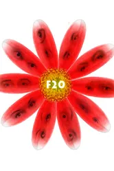 F20 2011 постер