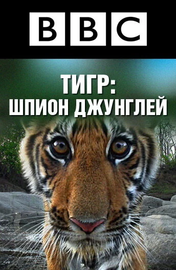Постер BBC: Тигр – шпион джунглей 2008