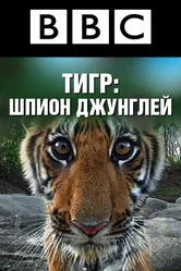 BBC: Тигр – шпион джунглей 2008 постер