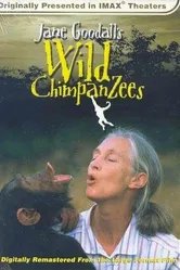Jane Goodall's Wild Chimpanzees постер