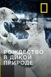 Рождество в дикой природе 2011 постер