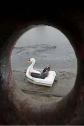 Swandown постер
