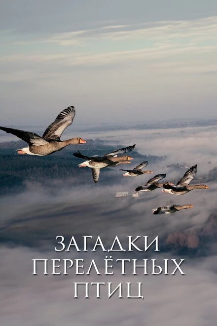 Постер Загадки перелётных птиц 2014