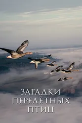 Загадки перелётных птиц 2014 постер