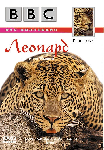 Постер BBC: Леопард 1999