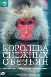Королева снежных обезьян 2009 постер