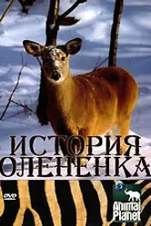 История олененка 2003 постер
