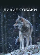 Дикие собаки постер