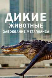 Дикие животные: Завоевание мегаполиса 2018 постер