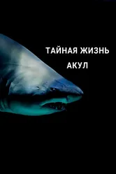 Тайная жизнь акул 2021 постер