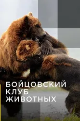 Бойцовский клуб животных 2012 постер