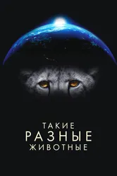 Такие разные животные 2024 постер