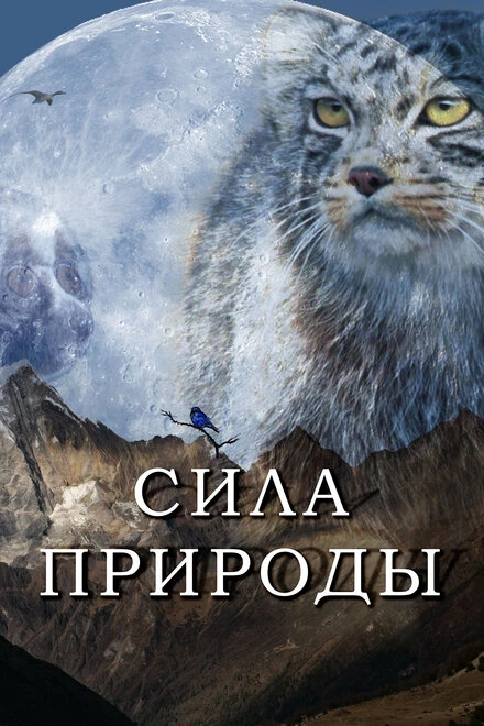Постер Сила природы 2020