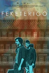 Feketerigó постер