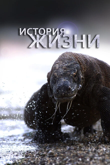 Постер История жизни 2012