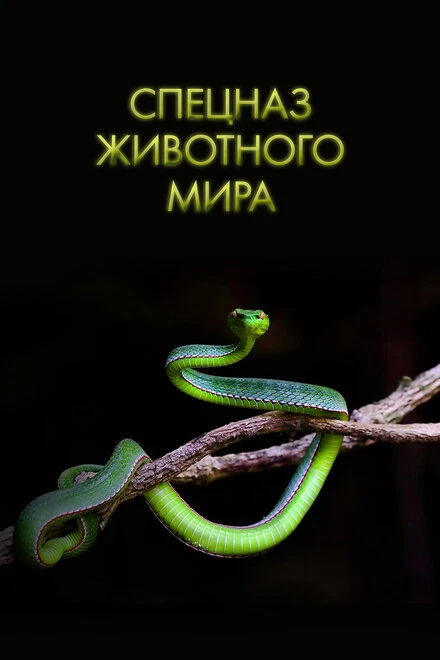 Постер Спецназ животного мира 2018